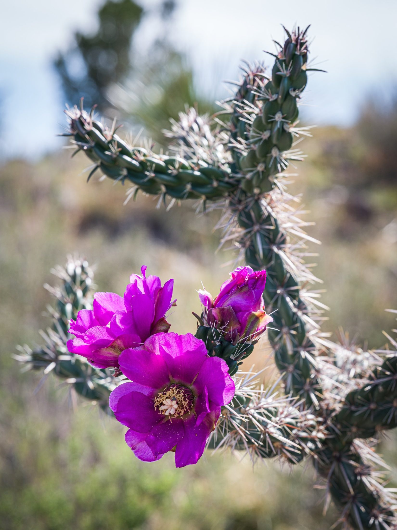 Desert Jewel